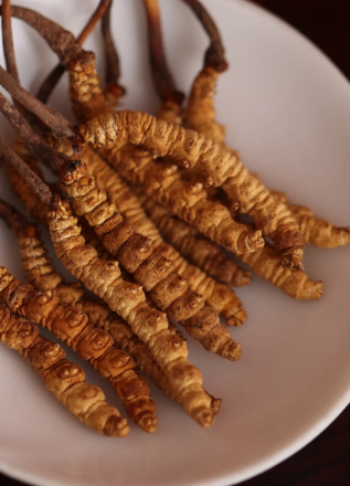 冬蟲(chóng)夏草回收